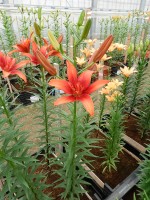 [5111 Red Twin DJ No02.JPG]